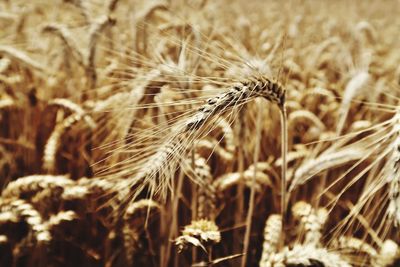 Close-up of stalks in field