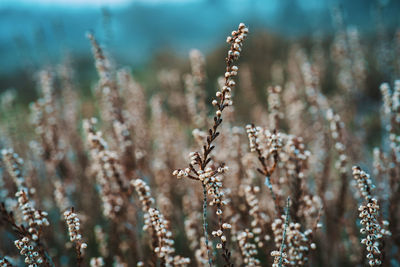 Close-up of flowering plant on field