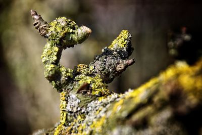 Close-up of lichen growing on tree