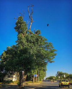 Trees by road against clear blue sky