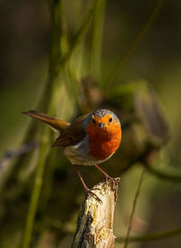 Close-up of bird perching on branch