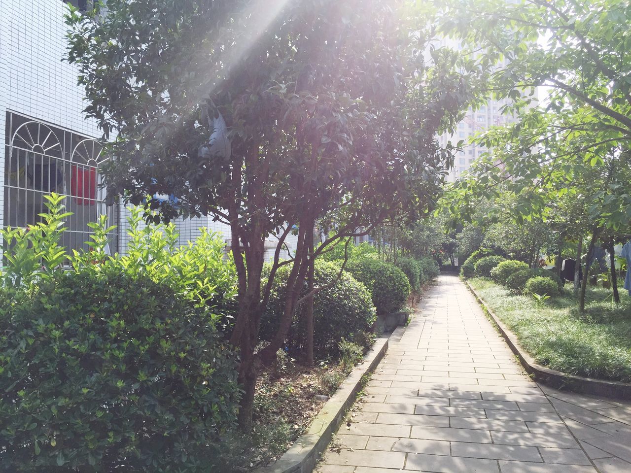 the way forward, tree, growth, footpath, diminishing perspective, plant, street, vanishing point, building exterior, sunlight, pathway, road, nature, walkway, day, sidewalk, outdoors, built structure, treelined, narrow