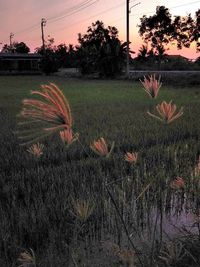 Scenic view of field against sky at sunset