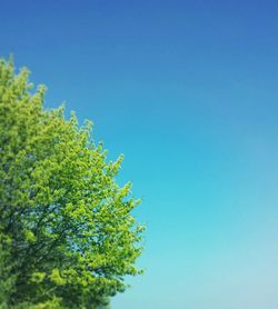 Low angle view of tree against blue sky