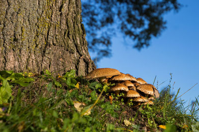 Close-up of mushroom growing on field