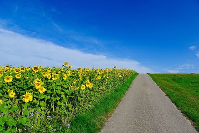 Yellow flowering plants on field by road against blue sky