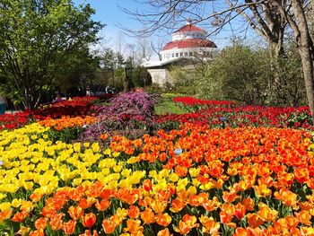 Close-up of flowers blooming in park