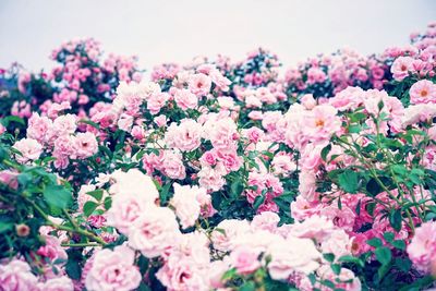 Pink roses blooming against sky