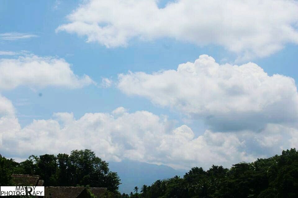 tree, sky, cloud - sky, scenics, beauty in nature, tranquil scene, tranquility, growth, nature, day, idyllic, blue, cloud, cumulus cloud, cloudscape, majestic, outdoors, non-urban scene, cloudy, treetop, remote, no people, fluffy, solitude, green color, woodland, green