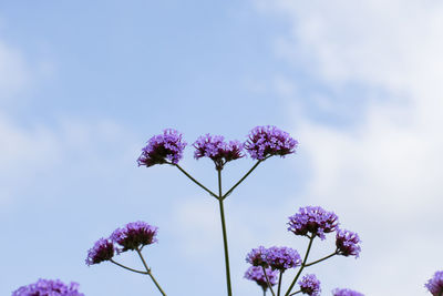 Low angle view of pink flowering plant against sky