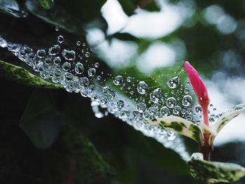 Macro shot of water drops on leaf