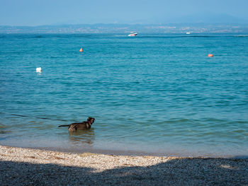 View of birds on beach