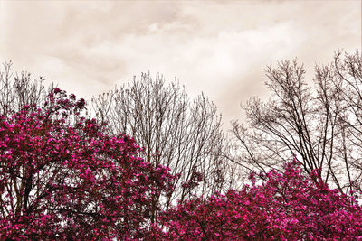 Low angle view of pink flowers against cloudy sky