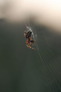 Close-up of spider on web