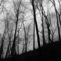 Silhouette bare trees in forest against sky