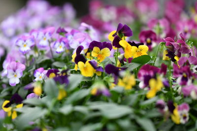 Close-up of fresh purple flowers blooming in garden