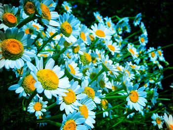 Close-up of daisy flowers