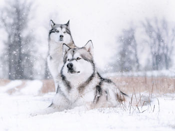 Siberian huskies relaxing on snow covered land during winter 