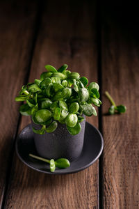 Sunflower microgreens in a gray cup on a wooden table, dark mood