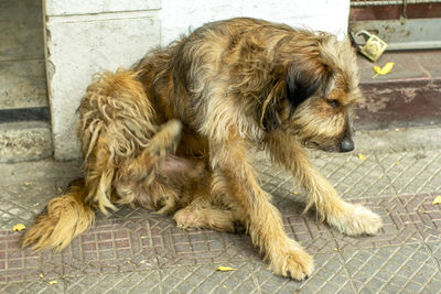 Dog relaxing on sidewalk