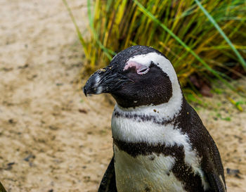 Close-up of a bird