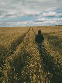 Man walking in a corn maze. cloudy sky, golden corn.