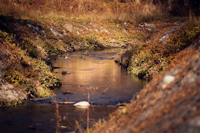 Scenic view of stream flowing through forest