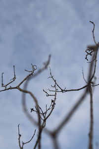 Low angle view of bare tree against sky