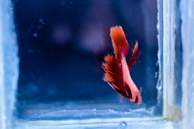 Close-up of fish underwater