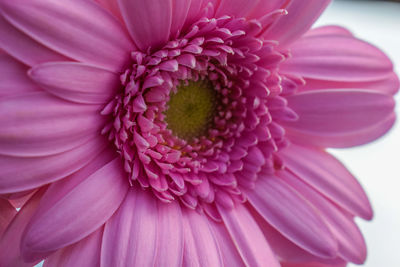 Close-up of pink dahlia