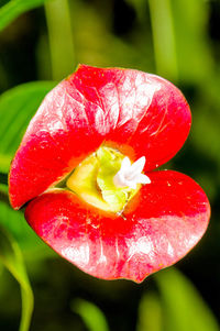 Close-up of wet red flower