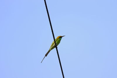 Low angle view of bird perching on pole against sky