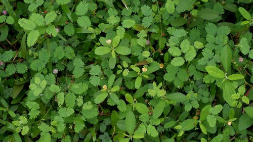 High angle view of plants growing on field
