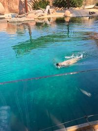 View of fish swimming in sea