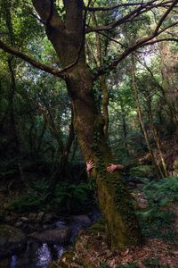 Trees growing in forest