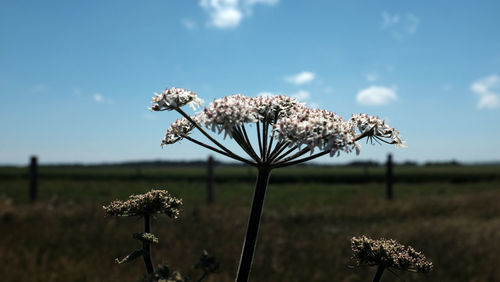 Close-up of wilted plant on field against sky