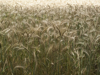 View of crop in field