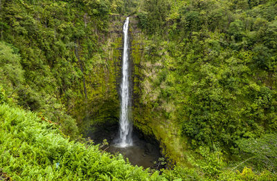 Scenic view of waterfall in forest