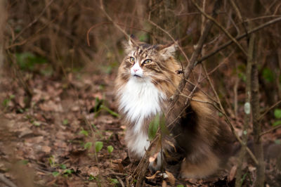 Cat looking away on field