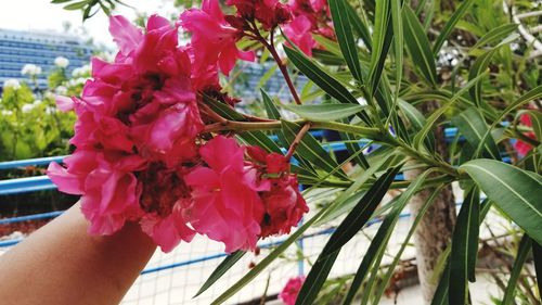 Close-up of hand on pink flowering plant