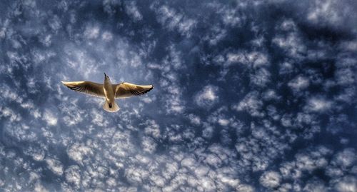 Low angle view of seagull flying against sky