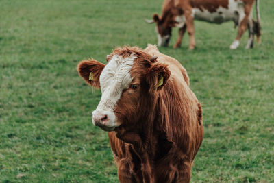 Cows grazing on