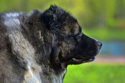 Close-up of dog looking away