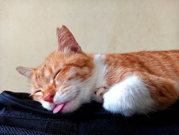 Close-up of a cat