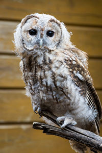 Owl in captivity