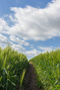 Scenic view of crops field against sky