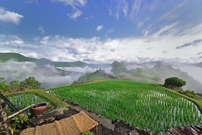 Scenic view of agricultural field against sky