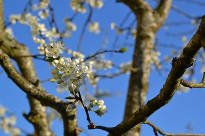 Low angle view of cherry blossoms against sky