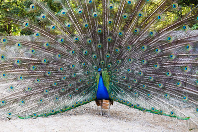 Closeup of peacock or blue peafowl with its spread wings