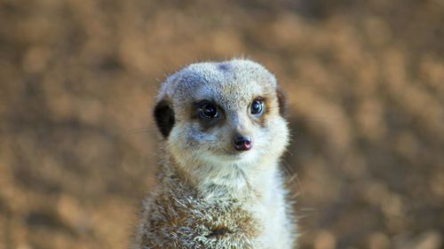 Close-up portrait of an animal